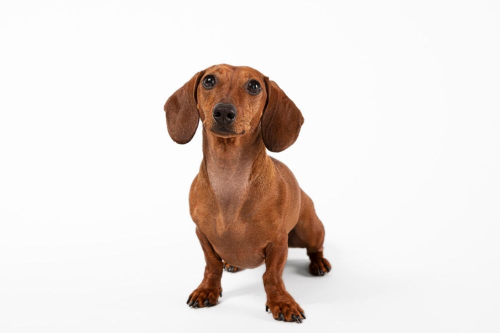 Basset Hound