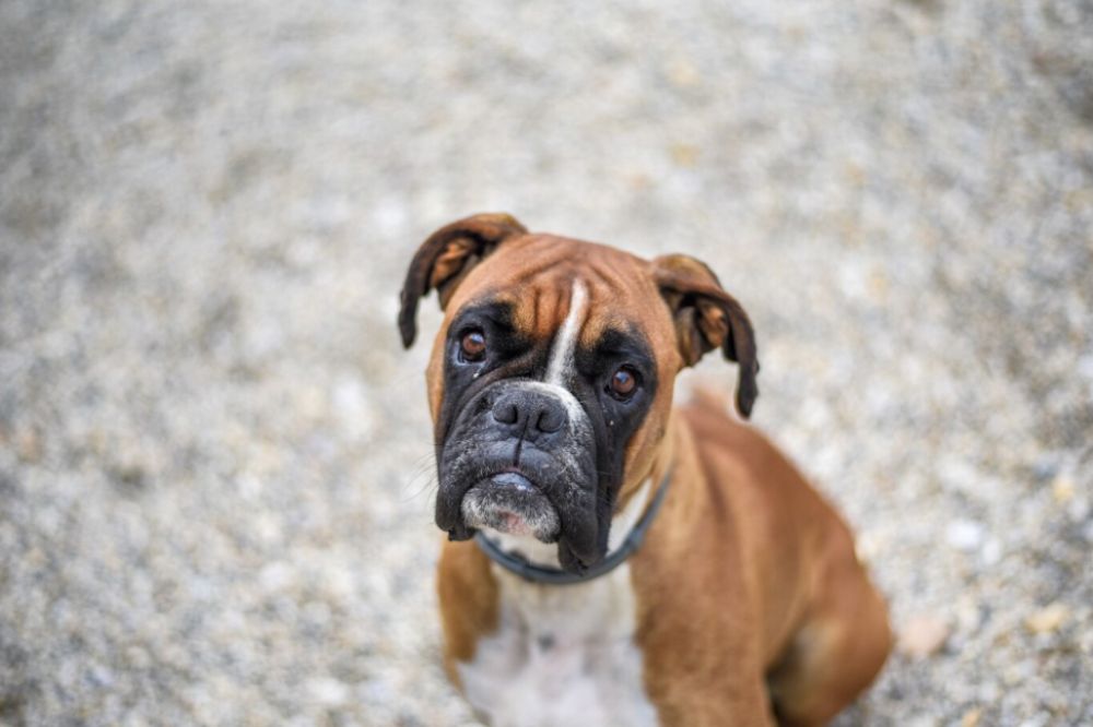 Boxer