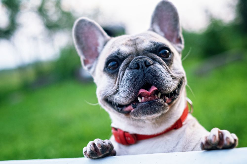 Bulldog Frances