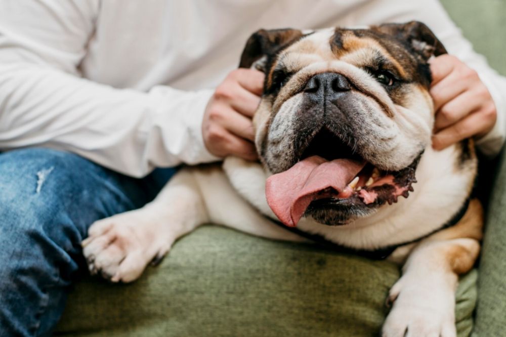 Bulldog Inglés