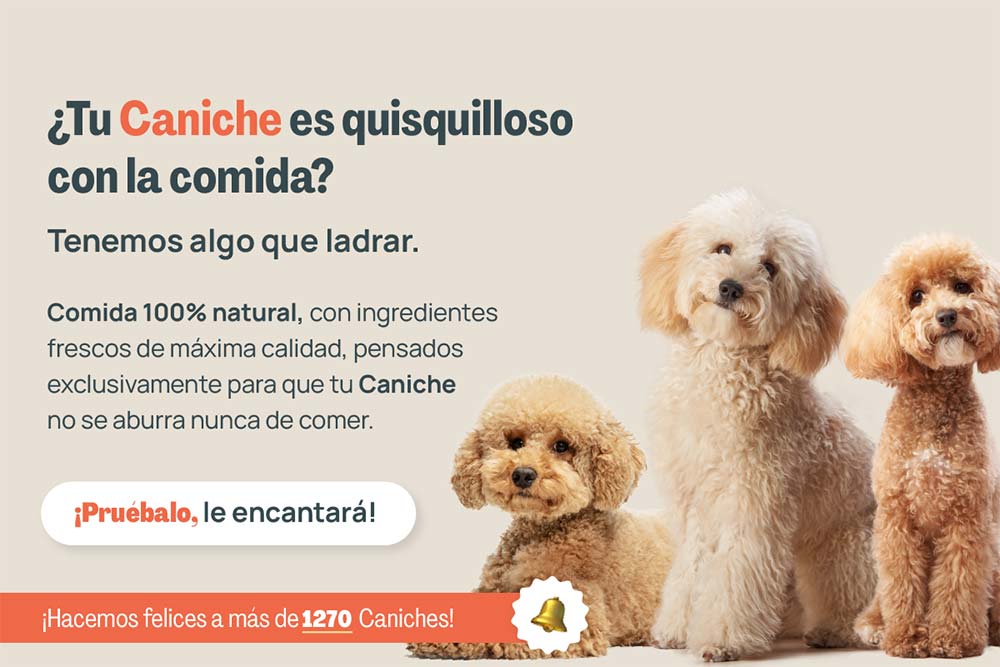 Caniche quisquilloso