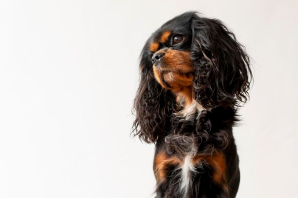 Cavalier King