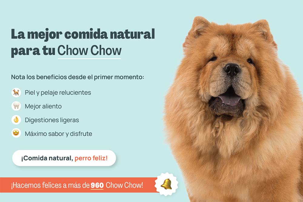 Chow chow mejor comida natural