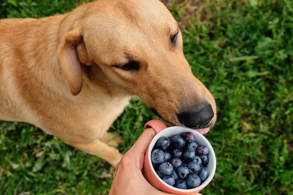 Come incorporare i mirtilli nella dieta del tuo cane