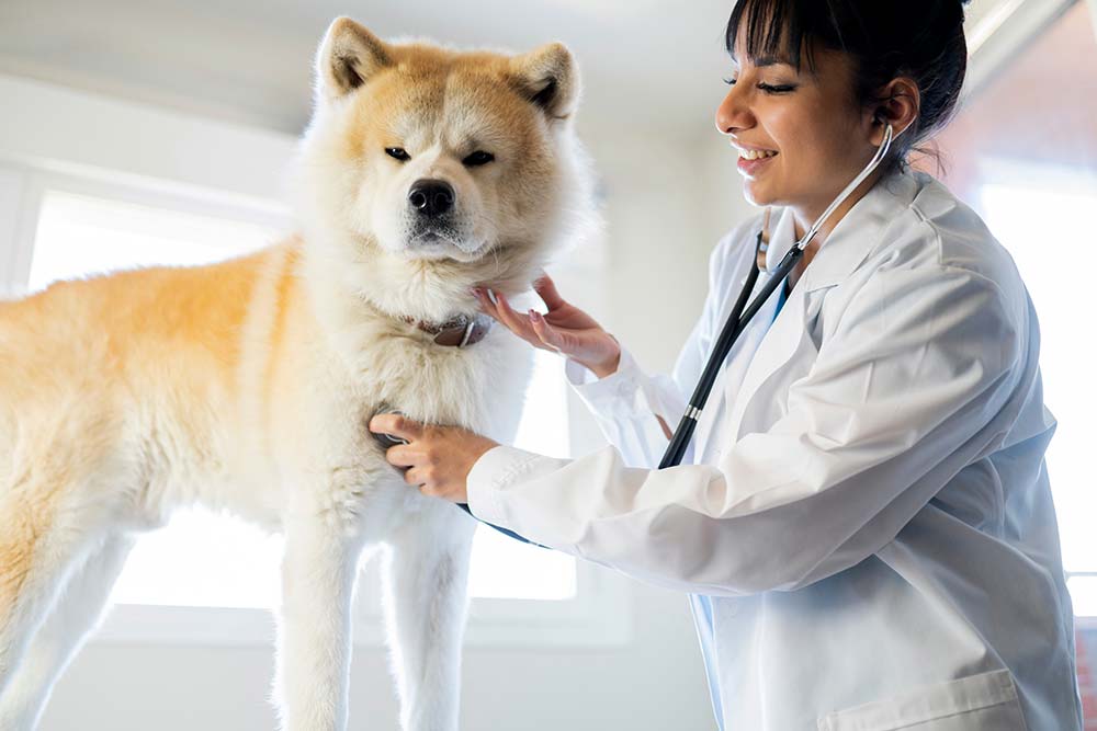 Consultare il proprio veterinario