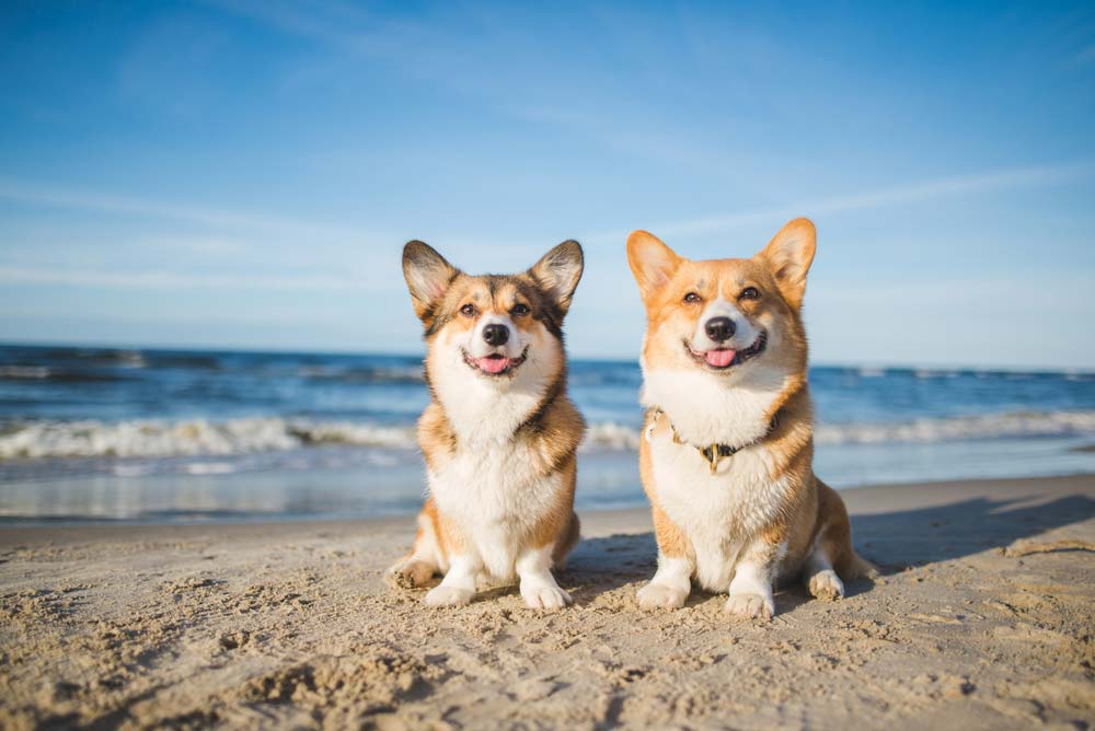 Destinos pet friendly Ibiza