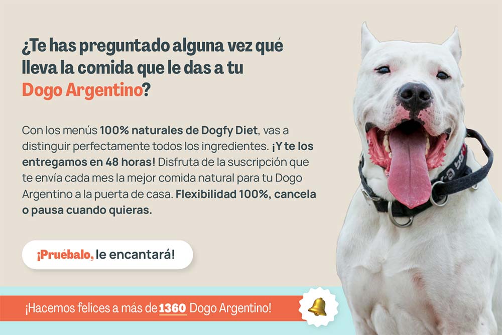 Dogo argentino te has preguntado