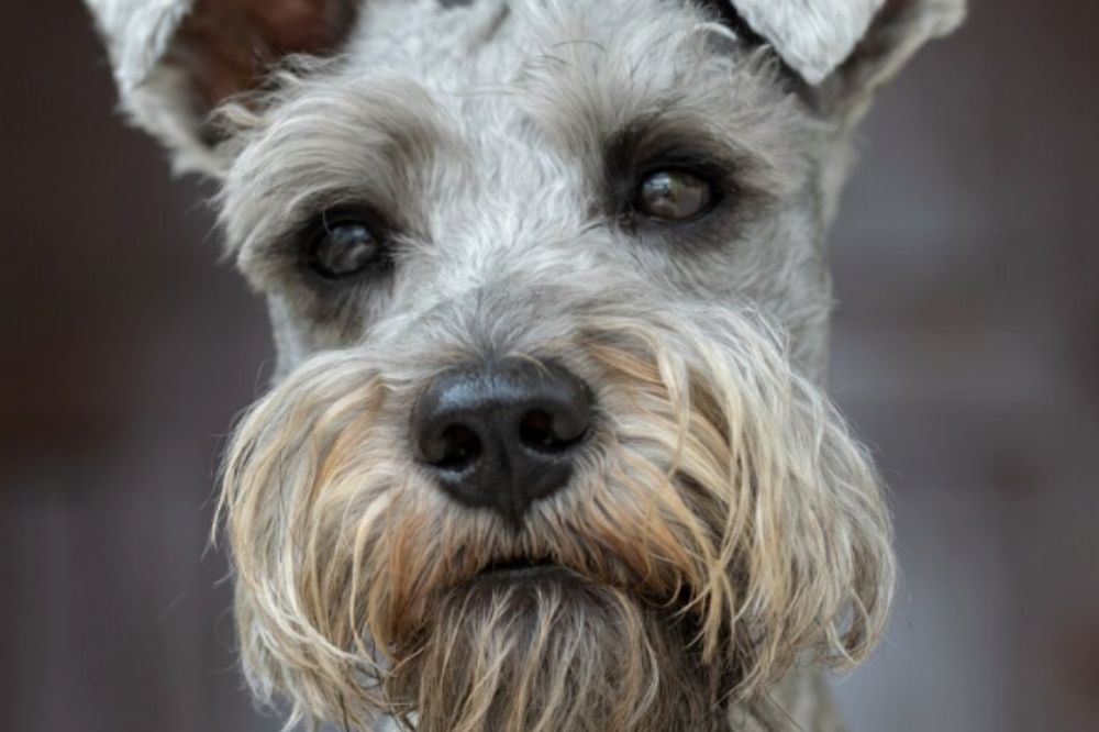 Fox Terrier
