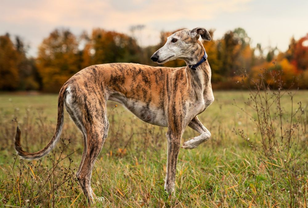Galgo Espanol