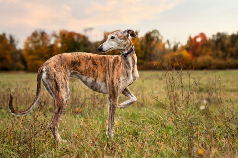 Galgo