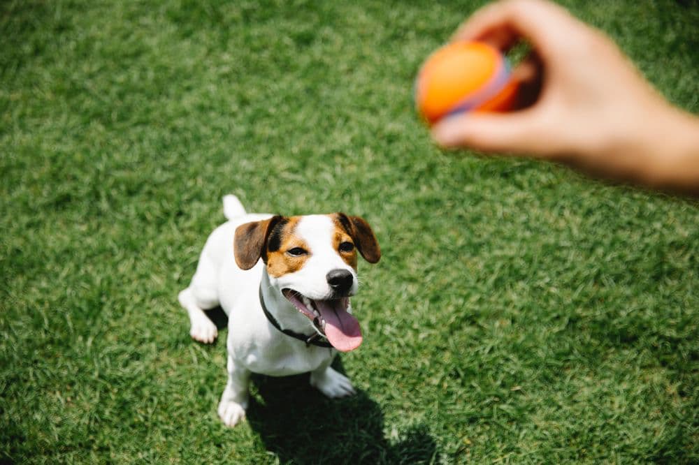 Jack Russel