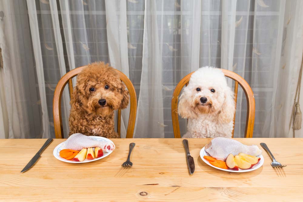 Mejores opciones de alimentacion para el Caniche toy