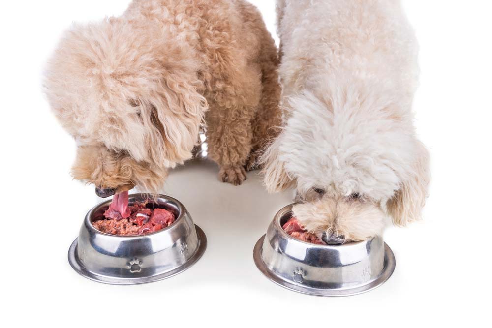Mejores opciones de alimentacion para el Caniche