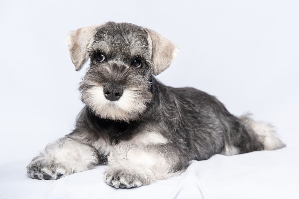 Miniature Schnauzer