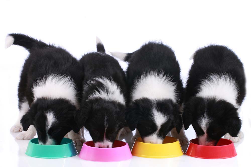 Nutrition personnalisee pour votre meilleur am fourrure border collie