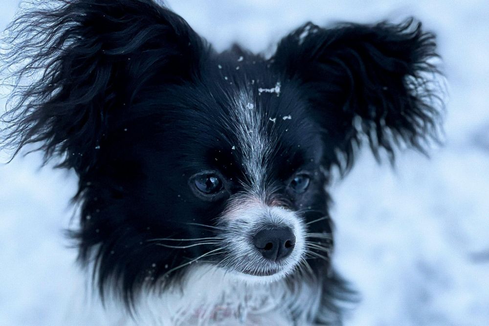 Papillon