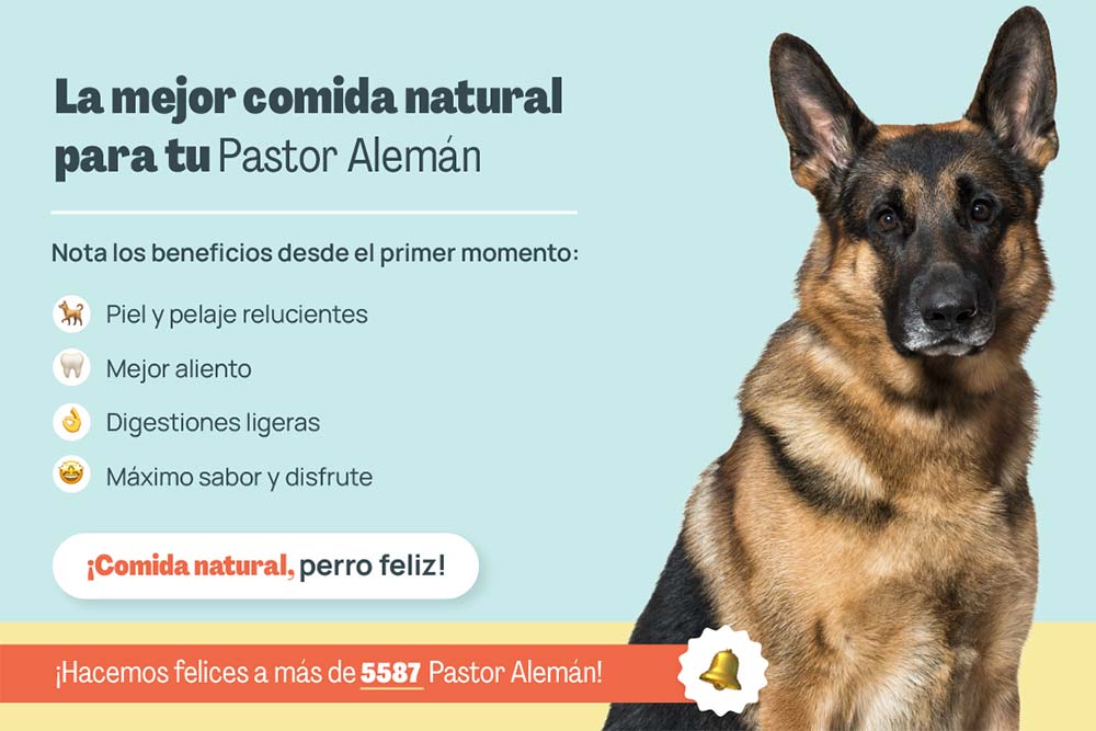 Pastor aleman