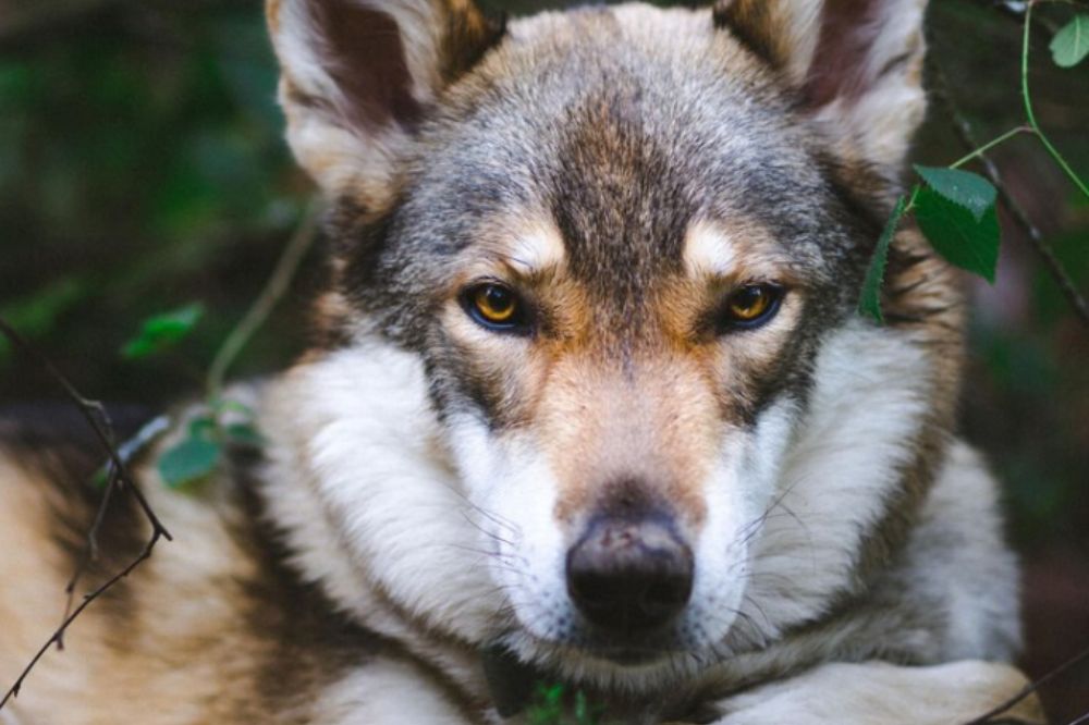 Perro lobo herreño