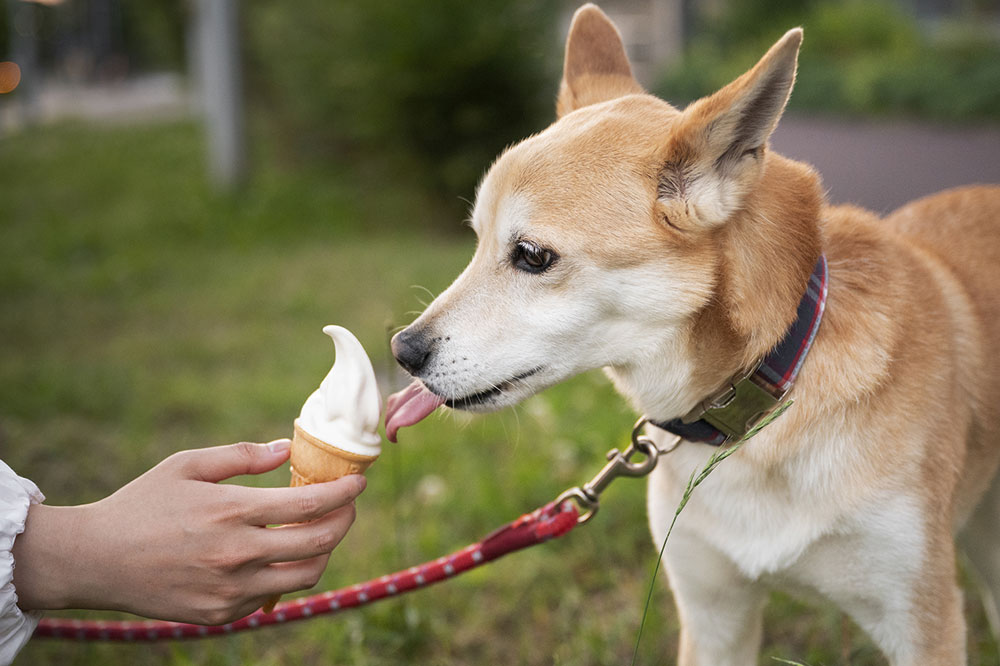 Quali sono le alternative al gelato