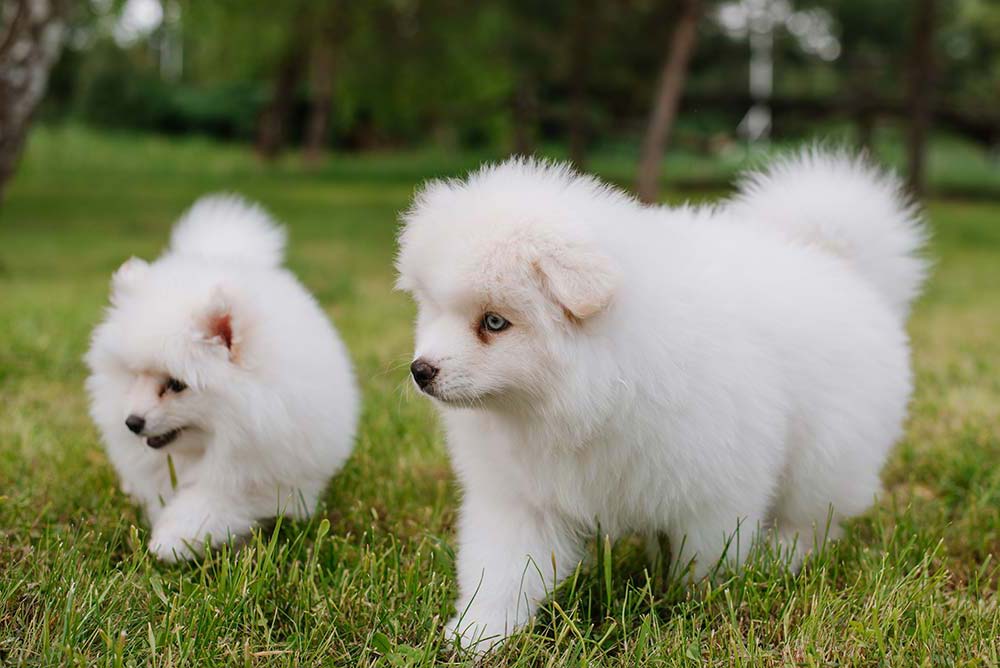 Razas de perros con orejas cortas Pomsky