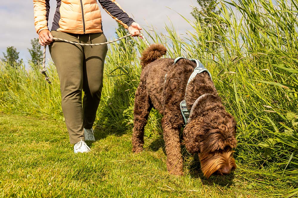 Razas de perros de asistencia australian cobberdog