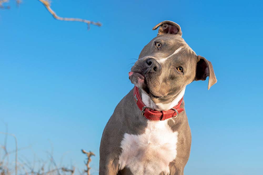 Razas pitbull Colby