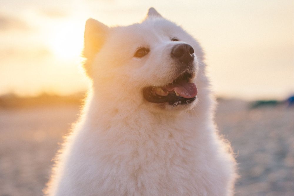 Samoyedo