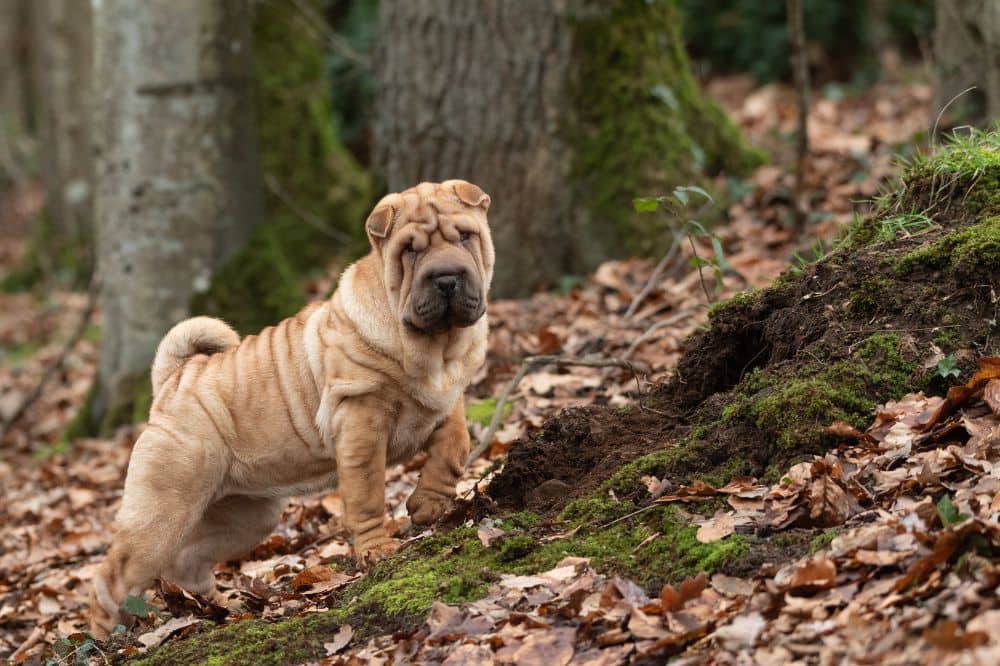 Shar Pei