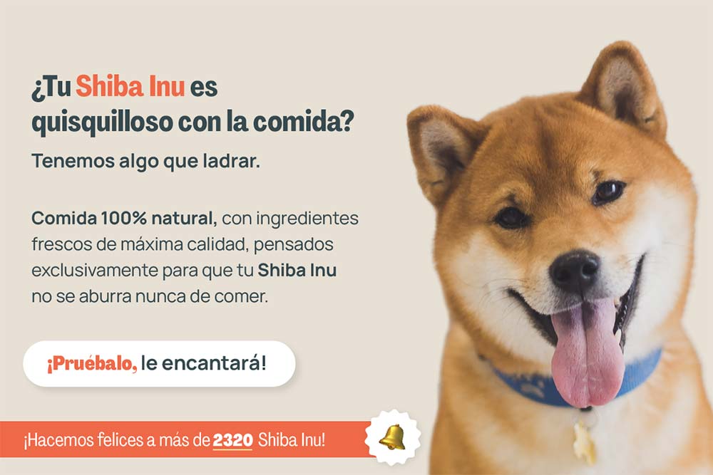Shiba inu quisquilloso