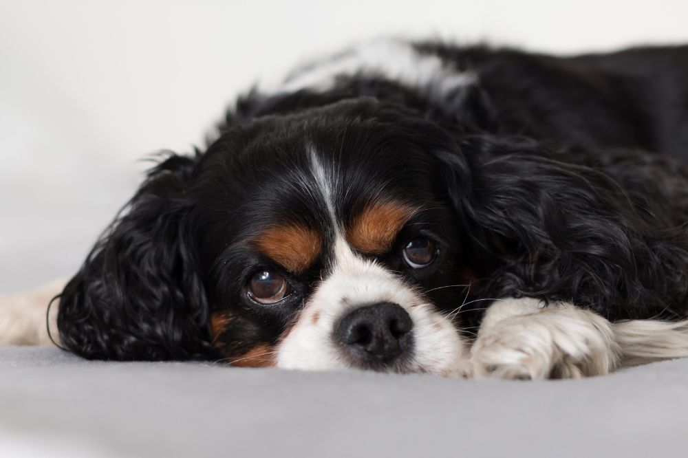Spaniel Breton