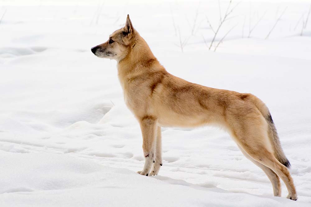 Spitz Finlandes problemas