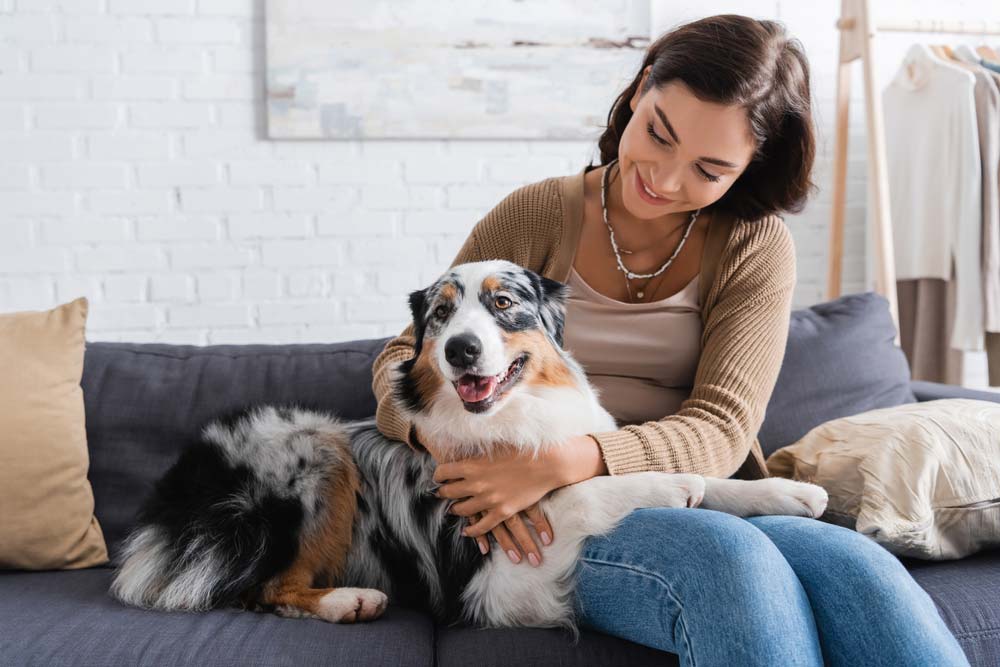 Temperament comportement caracteristiques physiques berger australien