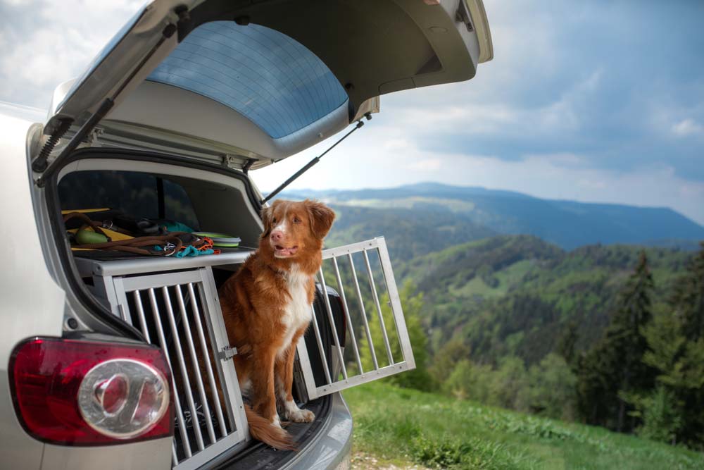 Transporte en coche con perro seguridad