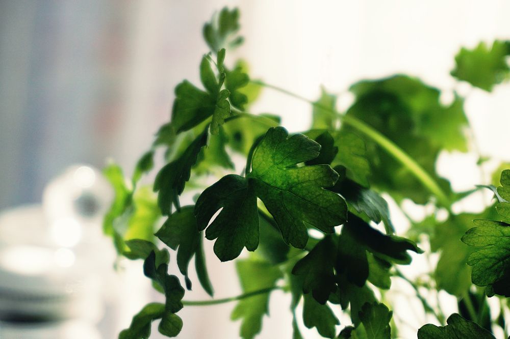 albahaca