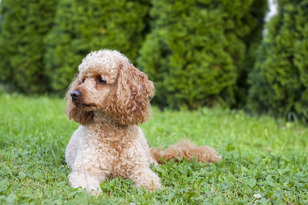 caniche mediano