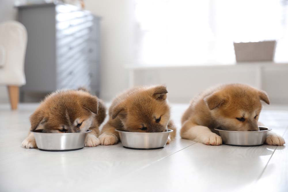 cuccioli mangiano