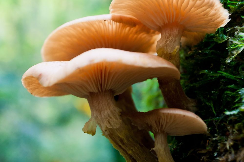 funghi