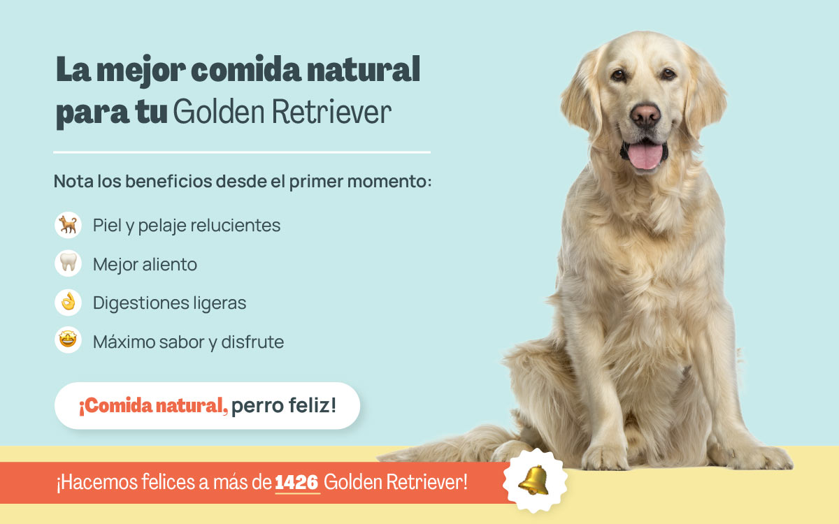 mejor cominda natural para golden retriever