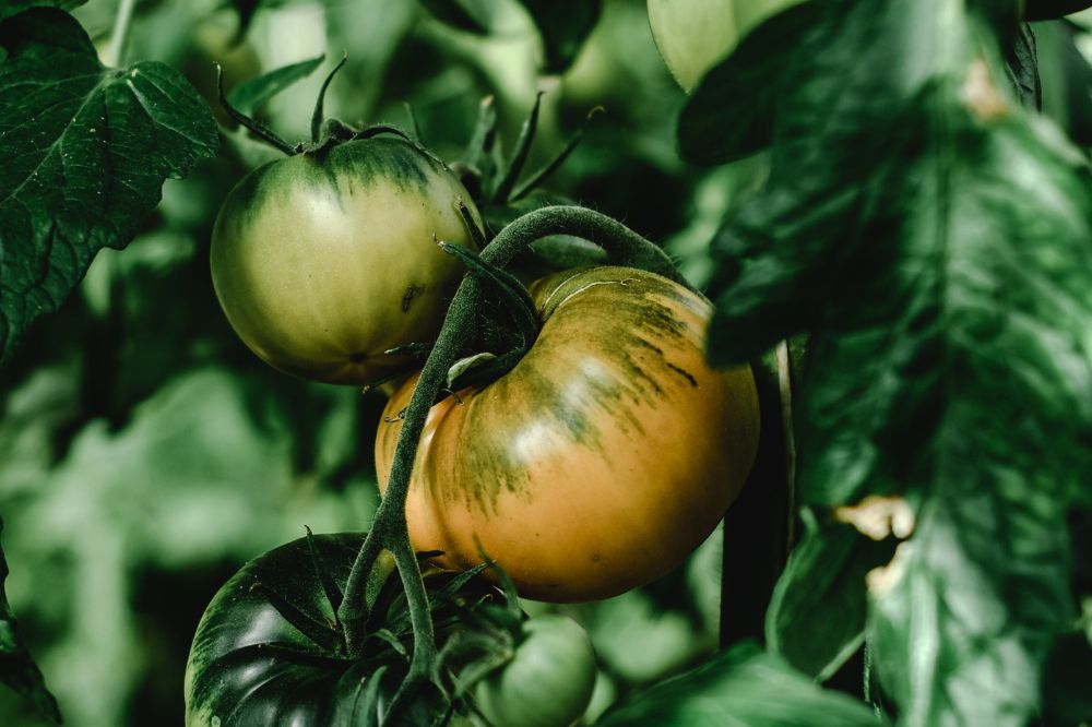 pomodoro verde