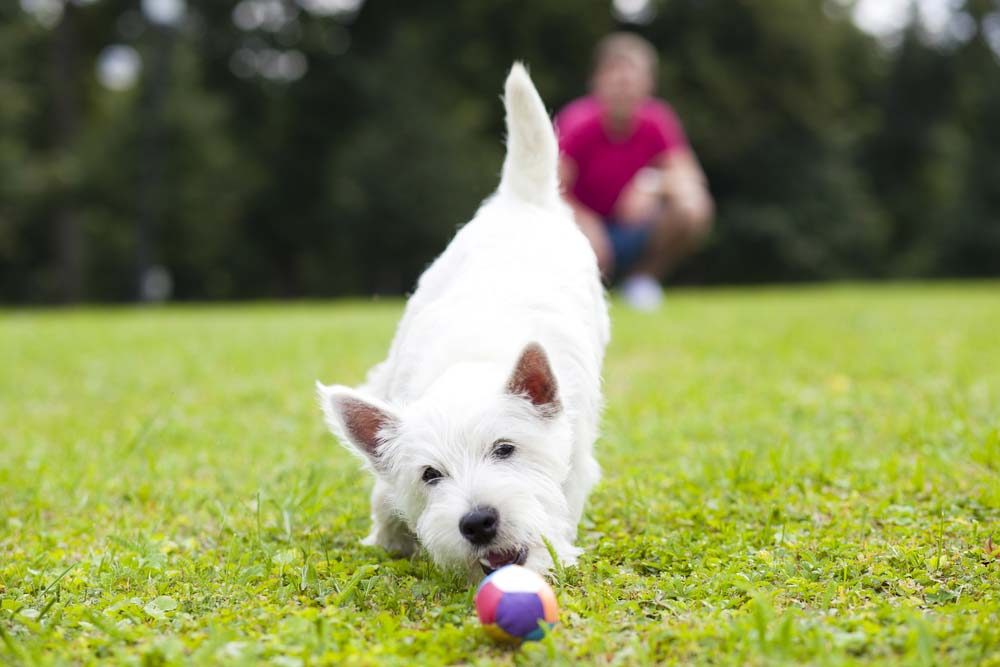 Actividad fisica para perros