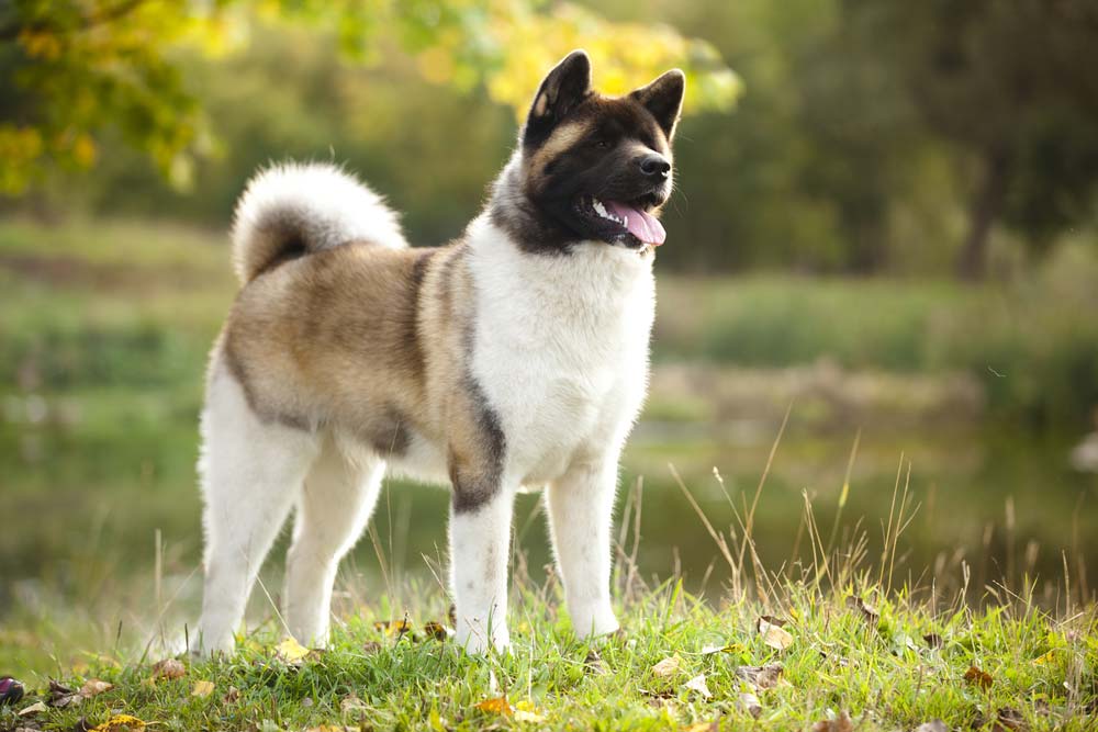 Akita americano