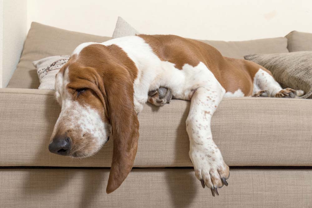 Basset hound