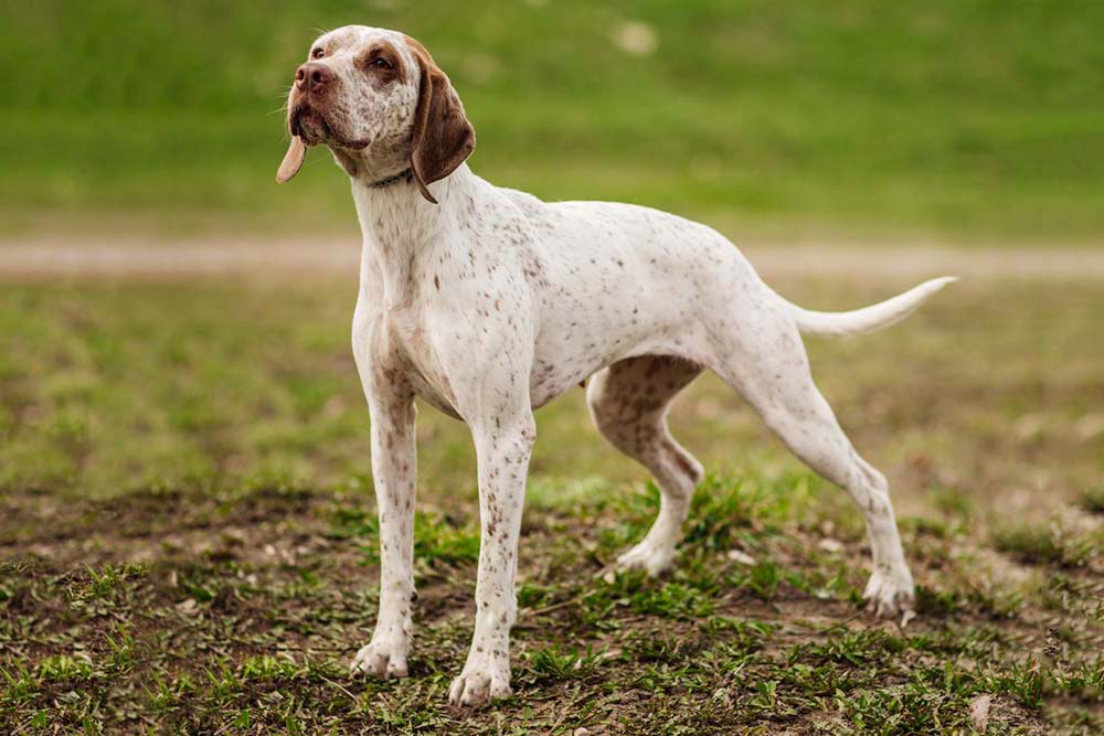 Braco de Bourbonnais