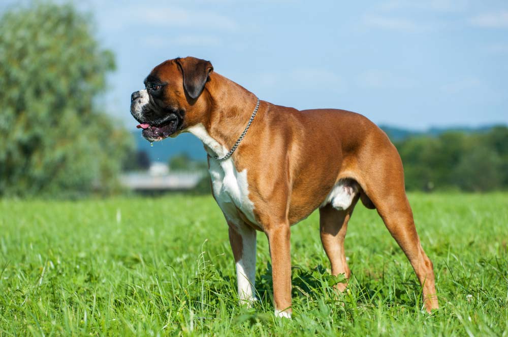 Braquicefalos Boxer