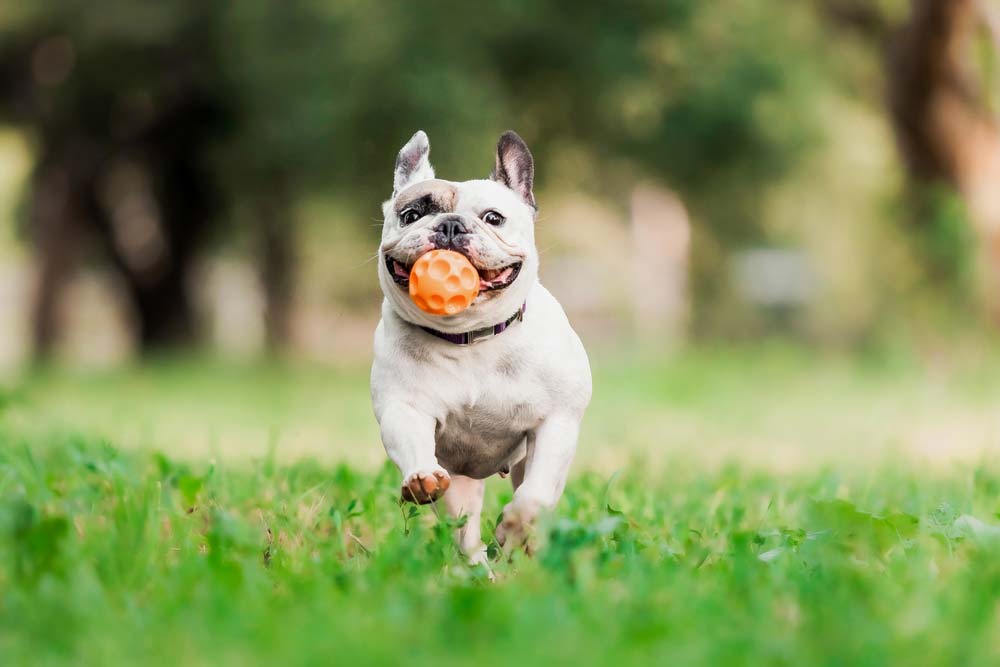 Bulldog francese come addestrarlo
