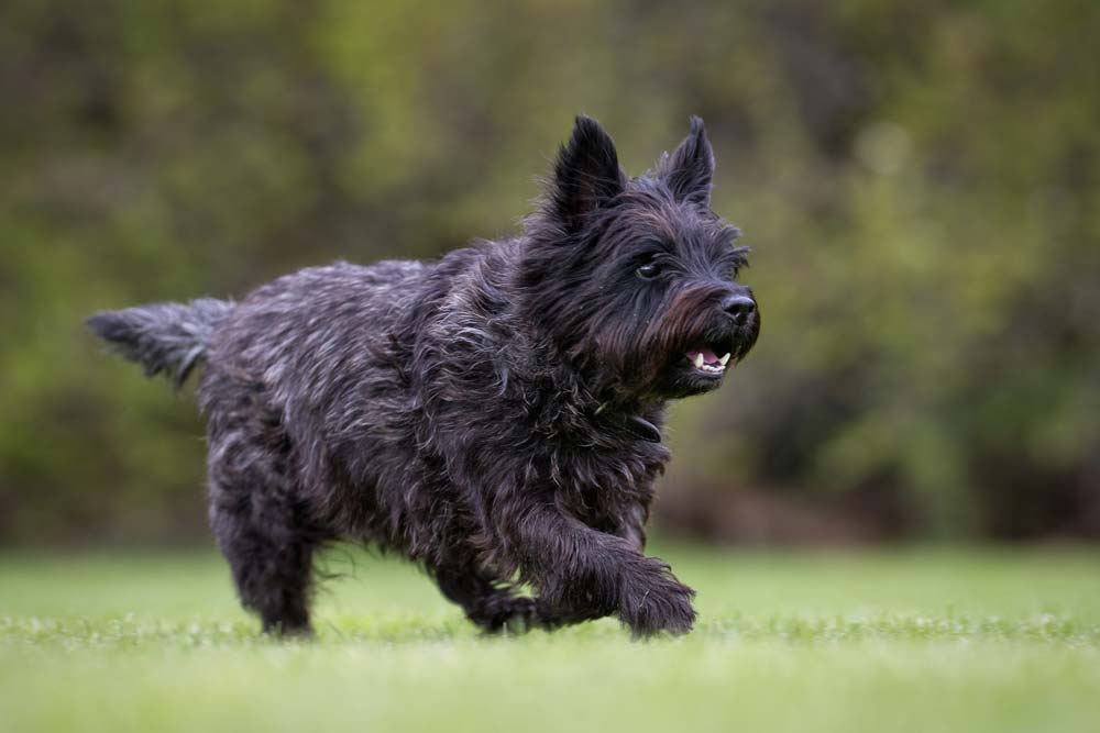 Cairn terrier