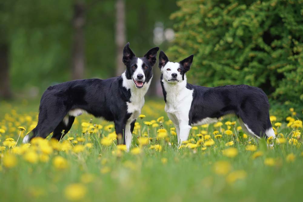 Caratteristiche collie smooth
