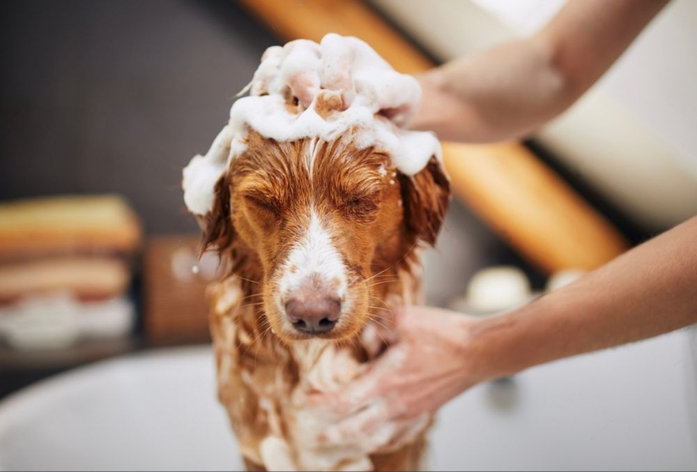 Champu para perros