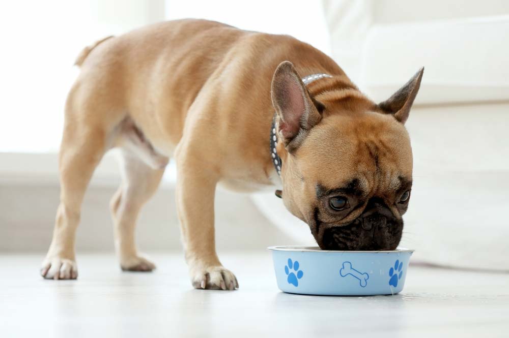Che tipo di nutrizione ha bisogno bulldog francese