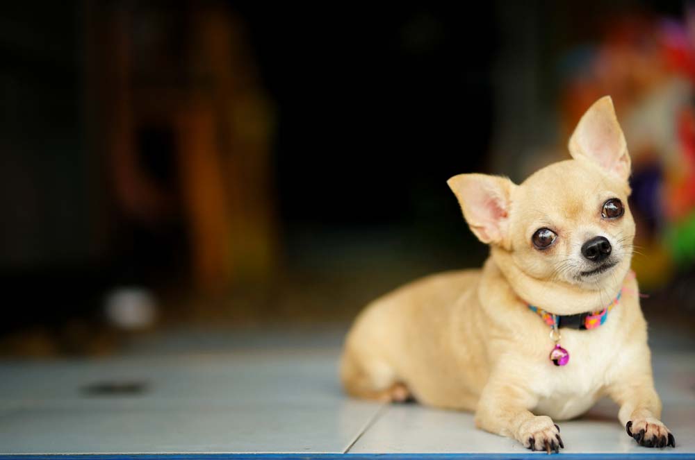 Chihuahua